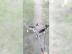 Sibirische Husky Welpen 12 Wochen Alt