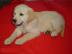 Labrador Retriever Welpen