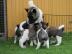 American Akita Welpen mit P