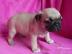 Super s��e mini Mops Welpen mit papieren