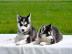 Liebevoll Sibirische Husky welpen abzug