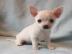 Chihuahua Welpen