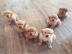 Wundersch�ne Golden Retriever Welpen f�r