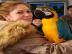 SCARLET MACAW ZU VERKAUFEN