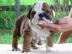 Adorable Englisch Bulldogge Welpen