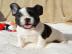 Reinrassige Franz?sische Bulldogge Welpe