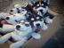 Ausgezeichnete Siberian Husky-Welpen