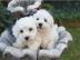 Mini- Malteserbabys