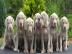 Weimaraner Kurzhaar aus exklusiver Verb. 