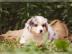 kr�ftige Australian Shepherd Welpen mit