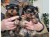 Neujahr Yorshire Terrier Welpen mit Papi