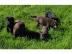 Labrador Welpen 8 Wochen schokolade ,Sta