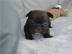 Reinrassige franz?sische Bulldogge Welpe