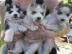 Siberian Husky Welpen