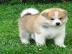 Akita Inu-Akita Welpen mit FCI Papieren