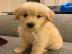Fantastische Golden Retriever Welpen f�r