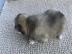 Adorable Pomsky Puppies For Sale