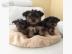 S?sse Mini Yorkshire Terrier Welpen what