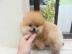 Teacup Pomeranian Welpen zur Annahme