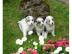 Australian Shepherd Welpen, Aussie Welpe