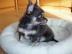 Mini-Lang und Kurzhaar Mini Chihuahua