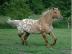 Appaloosa-Stute als Freizeitpferd