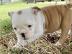 Englische bulldogge Welpen blue