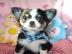 Wundersch�ne reinrassige Chihuahua Welpe