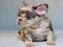 Schne Franzsische Bulldoggenwelpen
