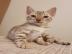 kitten mit papieren. . . . . . . 