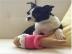 Boston Terrier WELPEN BEREIT ZU GEHEN