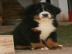 Zwinger bietet Berner Sennenhund Welpen