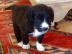 m�nnlicher und weiblicher Afghanen zu ve