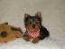 Mini Yorkshire Terrier Babys