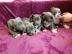 Blueline American Staffordshire Terrier