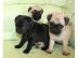 Mops welpen