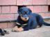 Reinrassige Rottweiler welpen