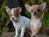 2 Chihuahua Babys(Rden,abgabe bereit) s