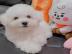Sch?ner Bichon Frise