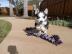 Entz�ckende Welpen des sibirischen Husky