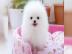 Wundersch�ne Mini Pomeranian Zwergspitz