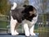 Sch�ne American Akita Welpen