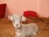 Chihuahua Welpen Lila und Blau, R�den