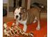 Englische Bulldoge f�r Ihre Weihnachten
