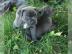 Junge Pit Bull Terrier H�ndin abzugeben