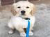 Atemberaubende Golden Retriever Welpen f