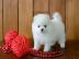 Pomeranian Mini-Spitz (m�nnlich und weib