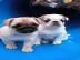 Mops Welpen