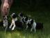 Boston Terrier Welpen /R�de VDH/KfT Abga