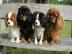 Bildh?bsche Cavalier King Charles Spanie